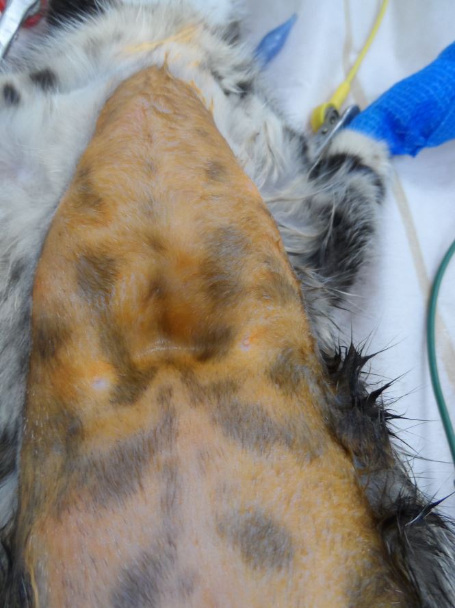 Kitten with severe pectus excavatum being prepared for surgery